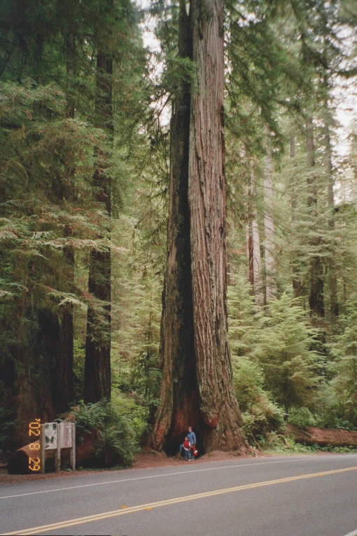 redwoods1.JPG (122392 bytes)