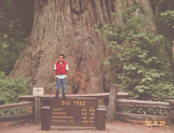 redwoods2.JPG (114133 bytes)